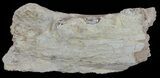 Mosasaur (Platecarpus) Jaw Section - Kansas #61476-1